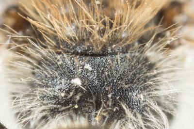  Andrena labiata Fabricius, 1781