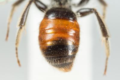  Andrena labiata Fabricius, 1781