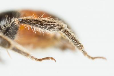  Andrena labiata Fabricius, 1781