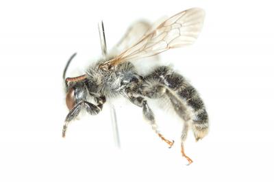 Andrena leucolippa Pérez, 1895