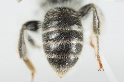  Andrena leucolippa Pérez, 1895