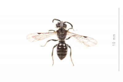  Andrena minutula (Kirby, 1802)