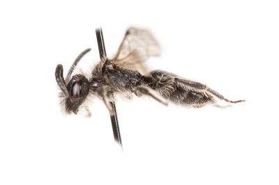  Andrena minutula (Kirby, 1802)