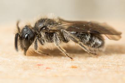  Andrena minutula (Kirby, 1802)