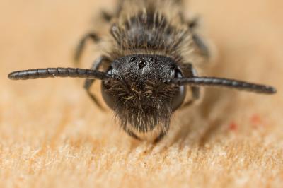  Andrena minutula (Kirby, 1802)