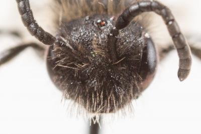  Andrena minutula (Kirby, 1802)