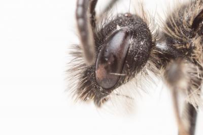  Andrena minutula (Kirby, 1802)