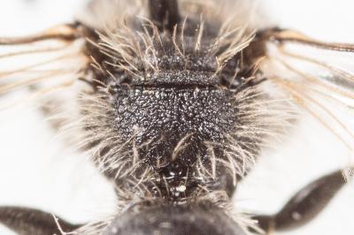 Andrena minutula (Kirby, 1802)