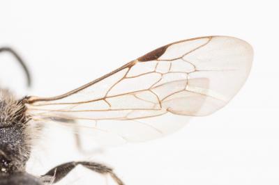 Andrena minutula (Kirby, 1802)