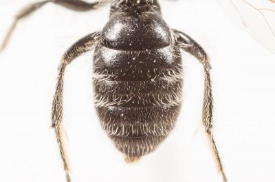  Andrena minutula (Kirby, 1802)