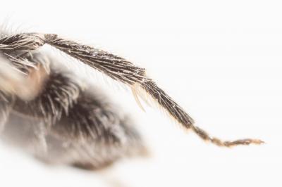  Andrena minutula (Kirby, 1802)