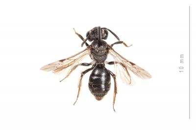  Andrena minutuloides Perkins, 1914