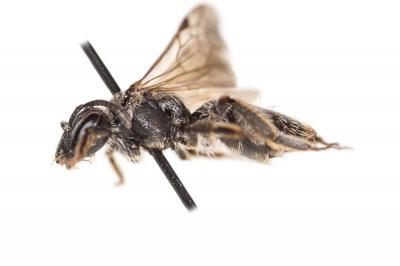  Andrena minutuloides Perkins, 1914