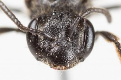  Andrena minutuloides Perkins, 1914