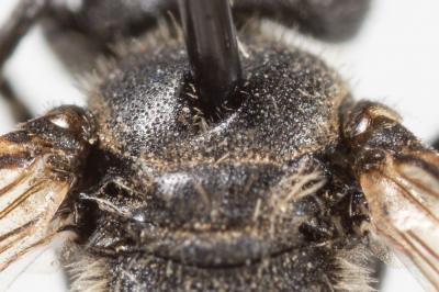  Andrena minutuloides Perkins, 1914