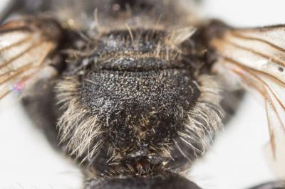  Andrena minutuloides Perkins, 1914