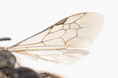  Andrena minutuloides Perkins, 1914