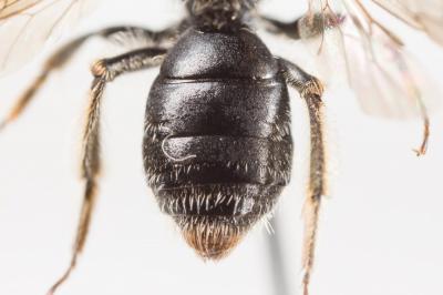  Andrena minutuloides Perkins, 1914