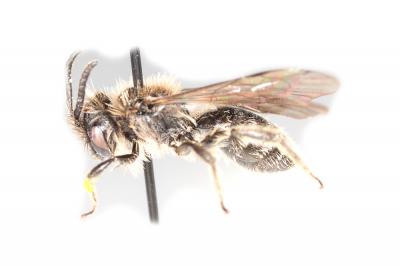  Andrena nana (Kirby, 1802)