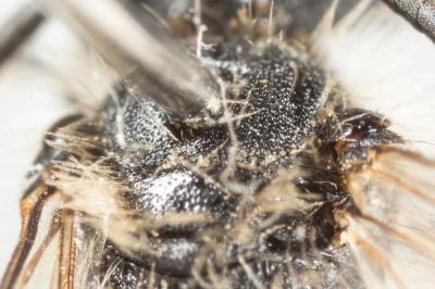  Andrena nana (Kirby, 1802)