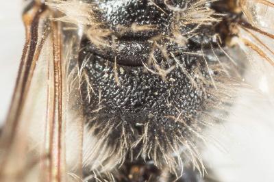  Andrena nana (Kirby, 1802)