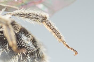  Andrena nana (Kirby, 1802)