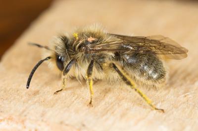  Andrena nigroolivacea Dours, 1873
