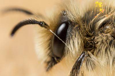  Andrena nigroolivacea Dours, 1873