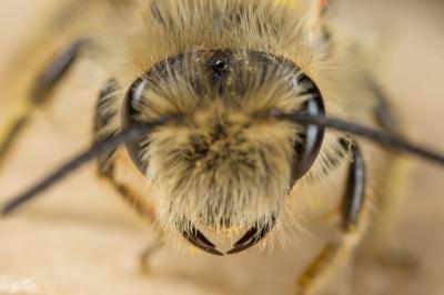 Andrena nigroolivacea Dours, 1873