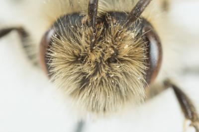  Andrena nigroolivacea Dours, 1873