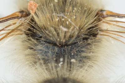  Andrena nigroolivacea Dours, 1873