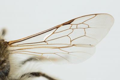  Andrena nigroolivacea Dours, 1873