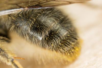  Andrena nigroolivacea Dours, 1873
