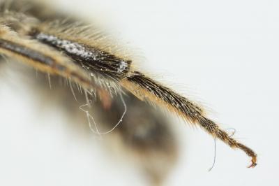  Andrena nigroolivacea Dours, 1873