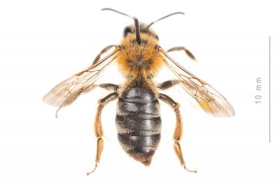  Andrena nigropilosa Warcke, 1967