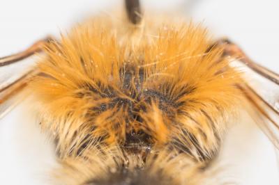  Andrena nigropilosa Warcke, 1967