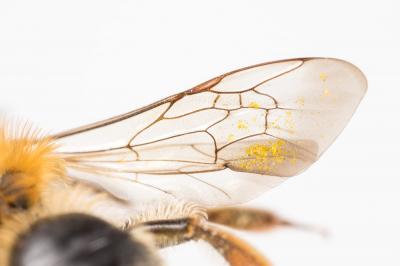 Andrena nigropilosa Warcke, 1967