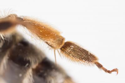  Andrena nigropilosa Warcke, 1967