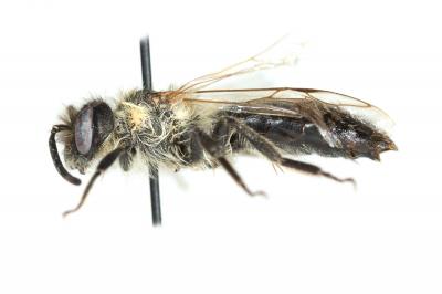  Andrena nitida (Müller, 1776)