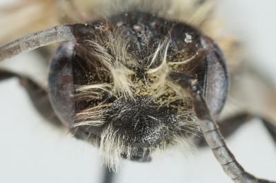  Andrena nitida (Müller, 1776)