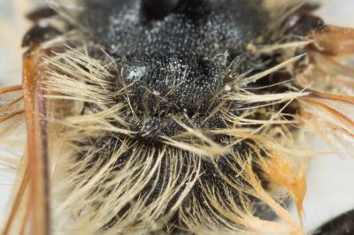  Andrena nitida (Müller, 1776)