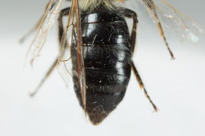 Andrena nitida (Müller, 1776)