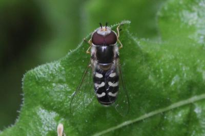 Syrphe du poirier, Syrphe pyrastre Scaeva pyrastri (Linnaeus, 1758)