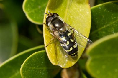  Scaeva selenitica (Meigen, 1822)