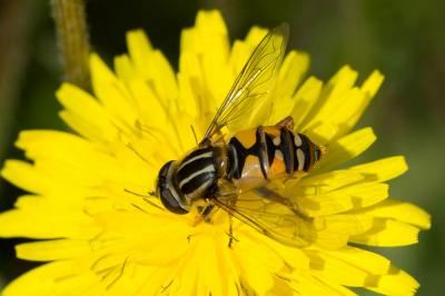  Helophilus pendulus (Linnaeus, 1758)