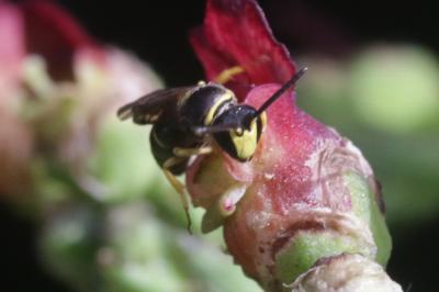  Hylaeus pictus (Smith, 1853)