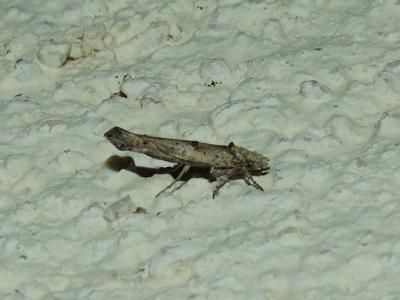  Zelleria oleastrella (Millière, 1864)