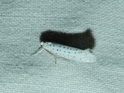  Yponomeuta evonymella (Linnaeus, 1758)