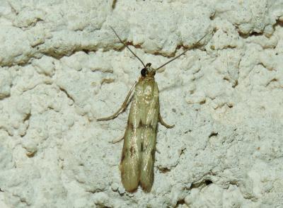  Homoeosoma sinuella (Fabricius, 1794)