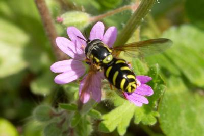  Chrysotoxum Meigen, 1803